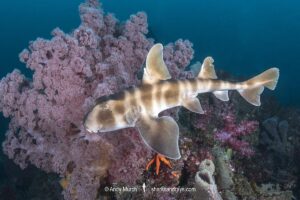 Japanese Bullhead Shark, Heterodontus japonicus. Aka Japanese horn shark. Heterodontidae. Tateyama, Chiba, Honshu, Sea of Japan.