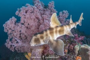 Japanese Bullhead Shark, Heterodontus japonicus. Aka Japanese horn shark. Heterodontidae. Tateyama, Chiba, Honshu, Sea of Japan.