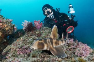 Japanese Bullhead Shark, Heterodontus japonicus. Aka Japanese horn shark. Heterodontidae. Tateyama, Chiba, Honshu, Sea of Japan.