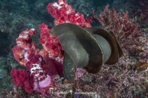 Shark egg case or mermaids purse belonging to a Japanese Bullhead Shark, Heterodontus japonicus. Aka Japanese horn shark. Heterodontidae. Tateyama, Chiba, Honshu, Sea of Japan.