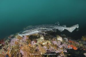 Leopard Catshark, Poroderma pantherinum, Simons Town, Cape Town, South Africa, Atlantic Ocean.