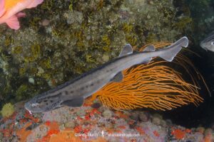 Leopard Catshark, Poroderma pantherinum, with unusually sparse patterning on torso. Simons Town, Cape Town, South Africa, Atlantic Ocean.
