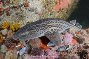 Leopard Catshark, Poroderma pantherinum, Simons Town, Cape Town, South Africa, Atlantic Ocean.