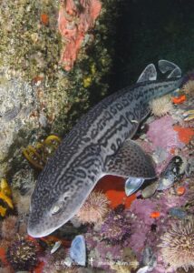 Leopard Catshark, Poroderma pantherinum, Simons Town, Cape Town, South Africa, Atlantic Ocean.