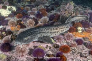 Leopard Catshark, Poroderma pantherinum, Simons Town, Cape Town, South Africa, Atlantic Ocean.