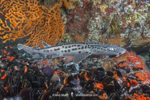 Leopard Catshark, Poroderma pantherinum, Simons Town, Cape Town, South Africa, Atlantic Ocean.