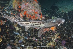 Leopard Catshark, Poroderma pantherinum, Simons Town, Cape Town, South Africa, Atlantic Ocean.