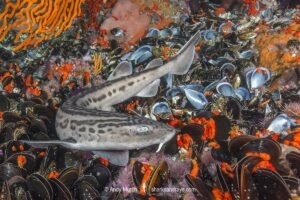 Leopard Catshark, Poroderma pantherinum, Simons Town, Cape Town, South Africa, Atlantic Ocean.