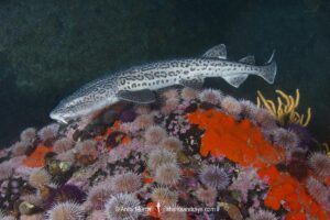 Leopard Catshark
