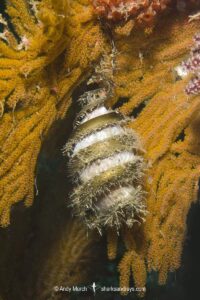 Mexican Horn Shark Egg Case, Heterodontus mexicanus, Isla Coronado, Loreto, Baja, Sea of Cortez, Eastern Pacific.