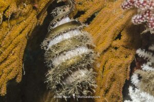 Mexican Horn Shark Egg Case, Heterodontus mexicanus, Isla Coronado, Loreto, Baja, Sea of Cortez, Eastern Pacific.