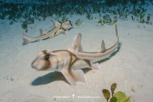 Port Jackson Shark, Heterodontus portusjacksoni. Juvenile. A type of bullhead shark. Albany, Western Australia, Indian Ocean.