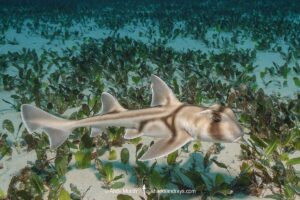 Port Jackson Shark, Heterodontus portusjacksoni. Juvenile. A type of bullhead shark. Albany, Western Australia, Indian Ocean.