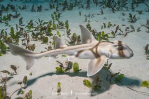 Port Jackson Shark, Heterodontus portusjacksoni. Juvenile. A type of bullhead shark. Albany, Western Australia, Indian Ocean.