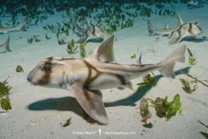 Port Jackson Shark, Heterodontus portusjacksoni. Juvenile. A type of bullhead shark. Albany, Western Australia, Indian Ocean.