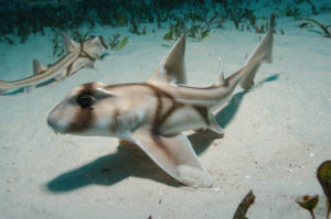 Port Jackson Shark, Heterodontus portusjacksoni. Juvenile. A type of bullhead shark. Albany, Western Australia, Indian Ocean.