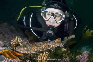 Puffadder Shyshark, Haploblepharus edwardsii. Aka Happy Eddy. False Bay, South Africa.