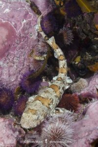 Puffadder Shyshark, Haploblepharus edwardsii. Aka Happy Eddy. False Bay, South Africa.