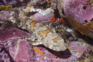 Puffadder Shyshark, Haploblepharus edwardsii. Aka Happy Eddy. False Bay, South Africa.
