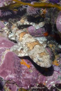 Puffadder Shyshark, Haploblepharus edwardsii. Aka Happy Eddy. False Bay, South Africa.