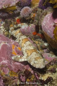 Puffadder Shyshark, Haploblepharus edwardsii. Aka Happy Eddy. False Bay, South Africa.