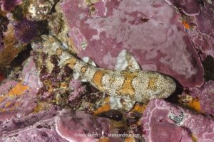 Puffadder Shyshark, Haploblepharus edwardsii. Aka Happy Eddy. False Bay, South Africa.