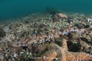 Puffadder Shyshark, Haploblepharus edwardsii. Aka Happy Eddy. False Bay, South Africa.