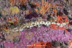 Puffadder Shyshark, Haploblepharus edwardsii. Aka Happy Eddy. False Bay, South Africa.
