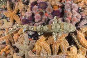 Puffadder Shyshark, Haploblepharus edwardsii. Aka Happy Eddy. False Bay, South Africa.