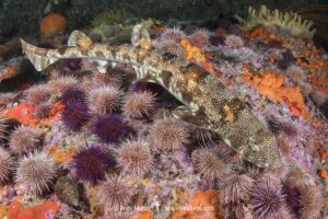 Puffadder Shyshark, Haploblepharus edwardsii. Aka Happy Eddy. False Bay, South Africa.