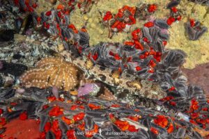Puffadder Shyshark, Haploblepharus edwardsii. Aka Happy Eddy. False Bay, South Africa.