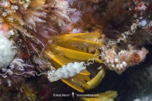 Puffadder Shyshark egg case. Mermaid’s purse belonging to Haploblepharus edwardsii. Aka Happy Eddy. False Bay, South Africa.