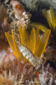 Puffadder Shyshark Egg Case