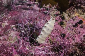 Puffadder Shyshark egg case. Mermaid’s purse belonging to Haploblepharus edwardsii. Aka Happy Eddy. False Bay, South Africa.