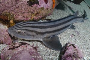 Pyjama Shark, lined catshark, Poroderma africanum, Miller's Point, Simon's Town, Cape Province, South Africa.