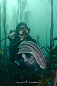 Pyjama Shark, lined catshark, Poroderma africanum, Miller's Point, Simon's Town, Cape Province, South Africa.