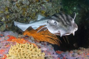 Pyjama Shark, lined catshark, Poroderma africanum, Miller's Point, Simon's Town, Cape Province, South Africa.