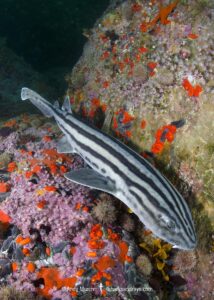 Pyjama Shark, lined catshark, Poroderma africanum, Miller's Point, Simon's Town, Cape Province, South Africa.