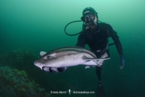 Pyjama Shark, lined catshark, Poroderma africanum, Miller's Point, Simon's Town, Cape Province, South Africa.