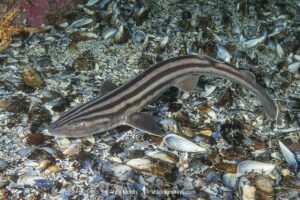 Pyjama Shark, lined catshark, Poroderma africanum, Miller's Point, Simon's Town, Cape Province, South Africa.