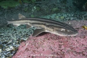 Pyjama Shark, lined catshark, Poroderma africanum, Miller's Point, Simon's Town, Cape Province, South Africa.