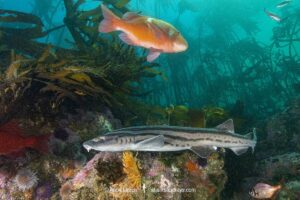 Pyjama Shark, lined catshark, Poroderma africanum, Miller's Point, Simon's Town, Cape Province, South Africa.