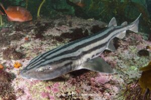 Pyjama Shark, lined catshark, Poroderma africanum, Miller's Point, Simon's Town, Cape Province, South Africa.
