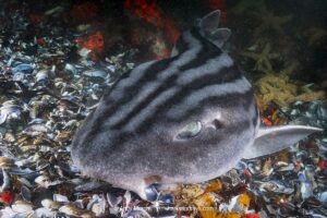 Pyjama Shark, lined catshark, Poroderma africanum, Miller's Point, Simon's Town, Cape Province, South Africa.