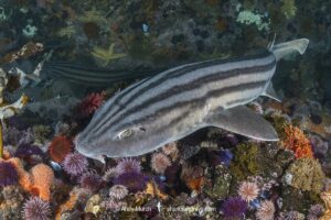 Pyjama Shark, lined catshark, Poroderma africanum, Miller's Point, Simon's Town, Cape Province, South Africa.