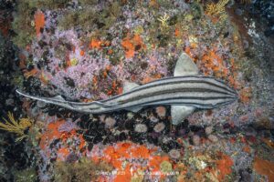 Pyjama Shark, lined catshark, Poroderma africanum, Miller's Point, Simon's Town, Cape Province, South Africa.