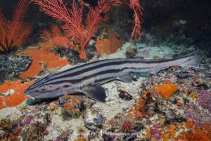 Pyjama Shark, lined catshark, Poroderma africanum, Miller's Point, Simon's Town, Cape Province, South Africa.