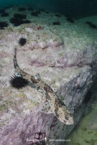 Redspotted Catshark, Schroederichthys chilensis, Las Tacas, Chile, Eastern Pacific Ocean.