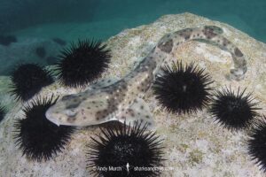 Redspotted Catshark, Schroederichthys chilensis, Las Tacas, Chile, Eastern Pacific Ocean.