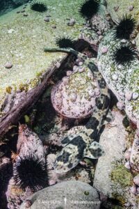 Redspotted Catshark, Schroederichthys chilensis, Las Tacas, Chile, Eastern Pacific Ocean.